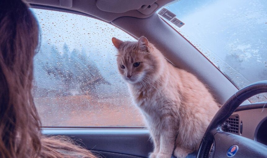 The Ultimate Road Trip Checklist: How to Keep Your Cat Calm at 70 MPH.