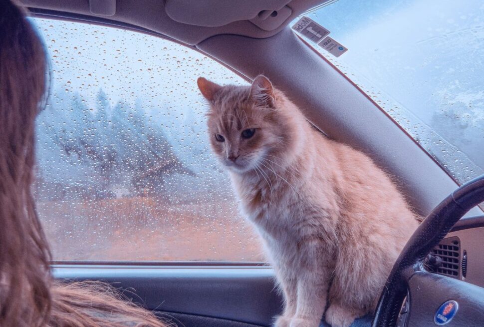 The Ultimate Road Trip Checklist: How to Keep Your Cat Calm at 70 MPH.