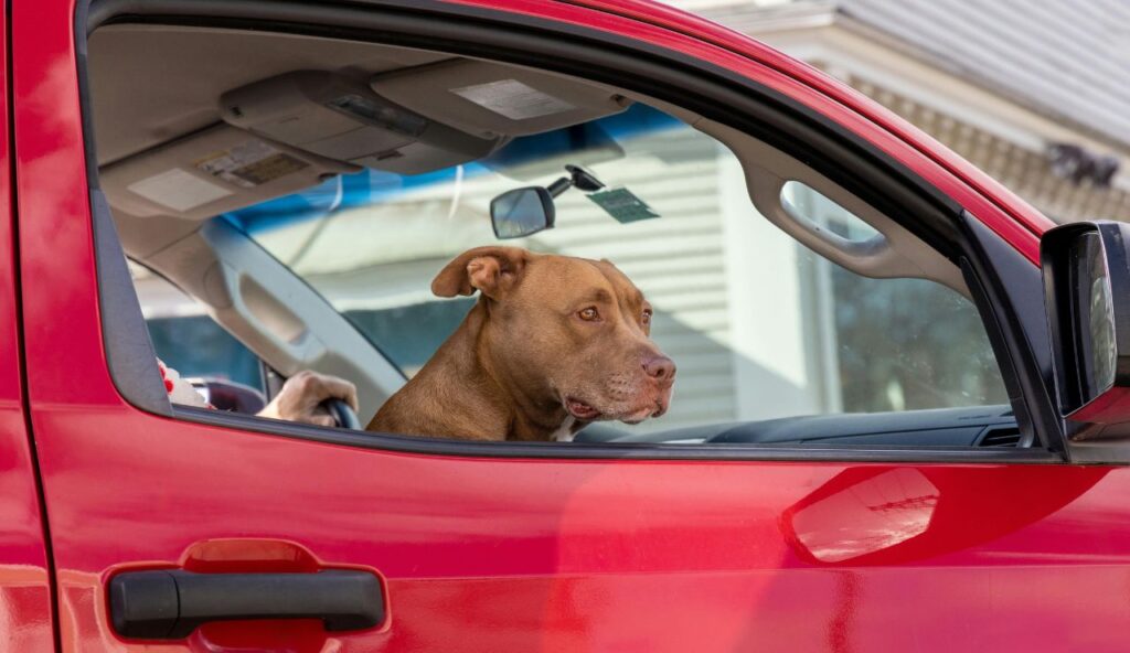 Why Pets Pant During Car Rides 