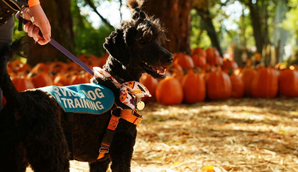 When the Animal Is a Service Animal