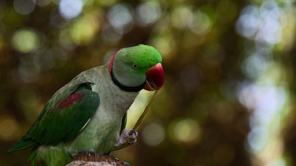 Beyond Cats and Dogs: What You Need to Know Before Flying with a Reptile or Bird