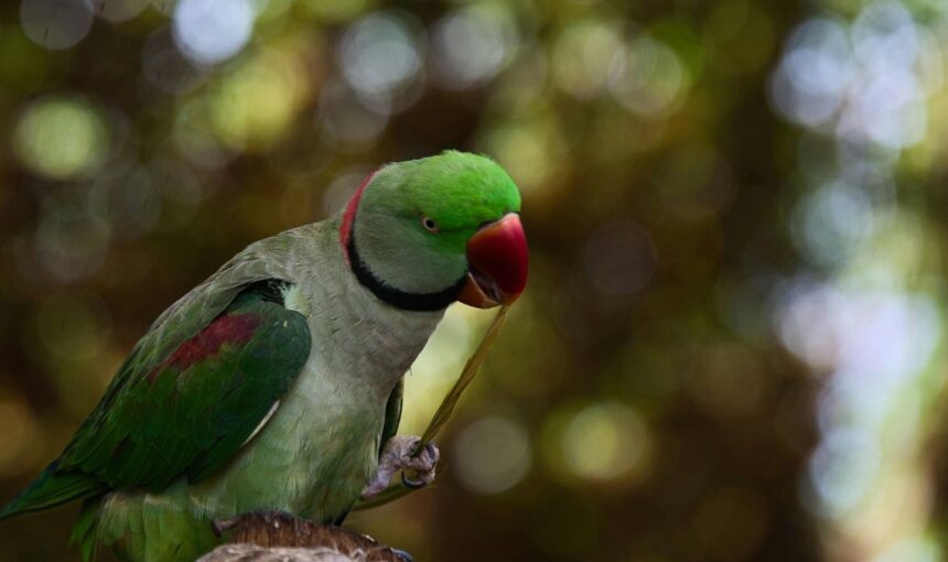 Beyond Cats and Dogs: What You Need to Know Before Flying with a Reptile or Bird