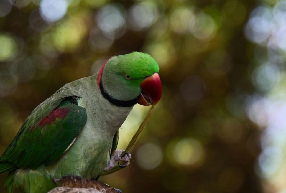 Beyond Cats and Dogs: What You Need to Know Before Flying with a Reptile or Bird