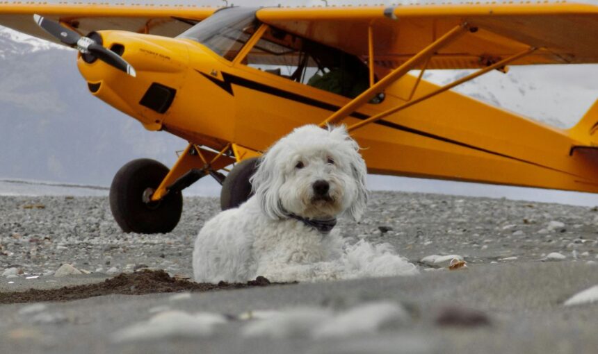 The Fine Print: Everything You Need to Know About New Pet Airline Regulations