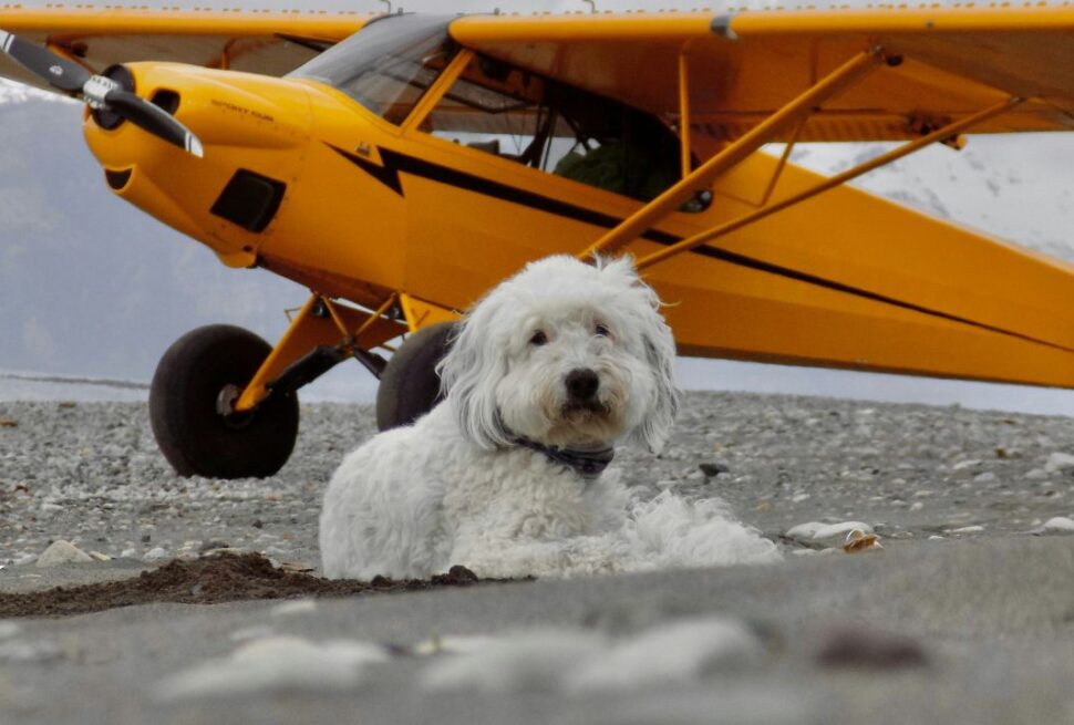 The Fine Print: Everything You Need to Know About New Pet Airline Regulations