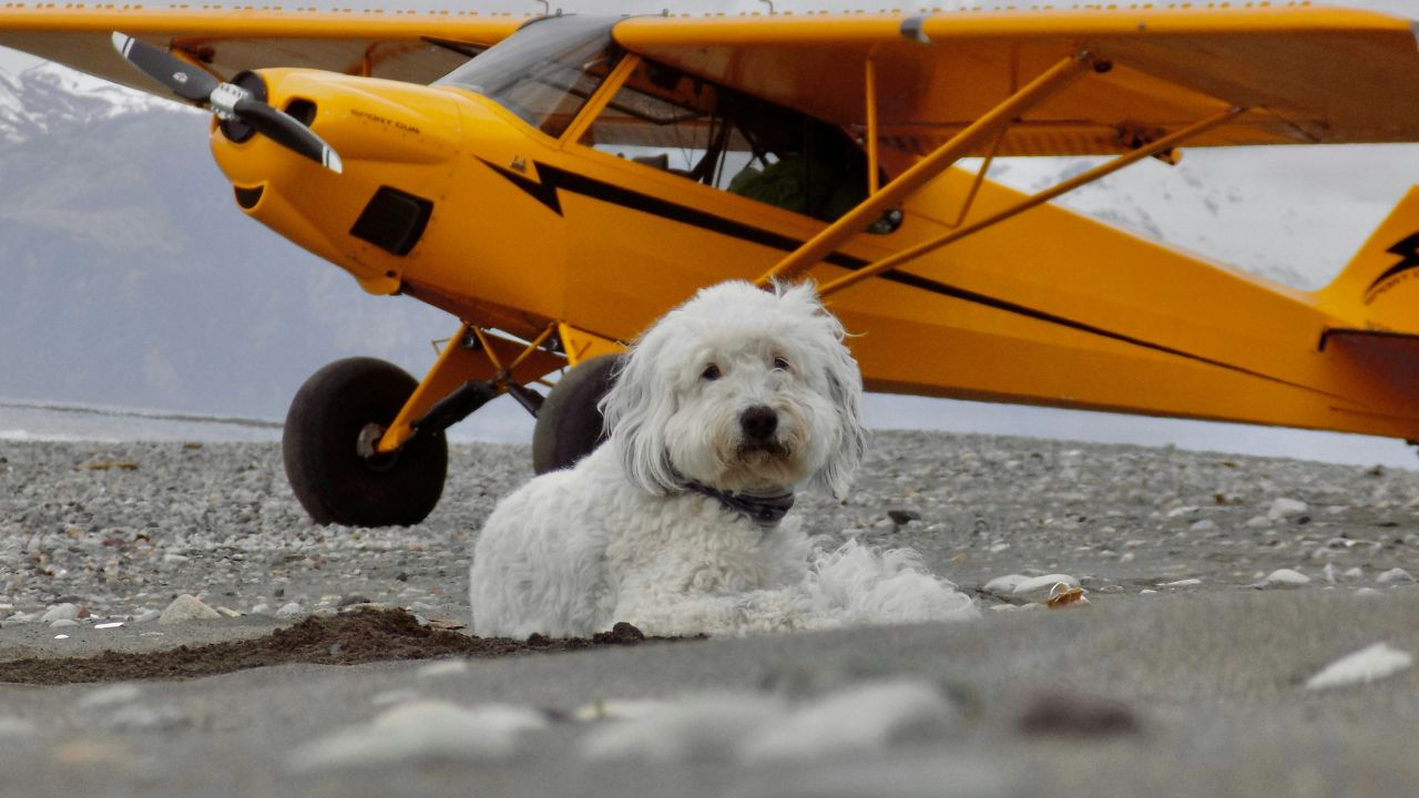 The Fine Print: Everything You Need to Know About New Pet Airline Regulations