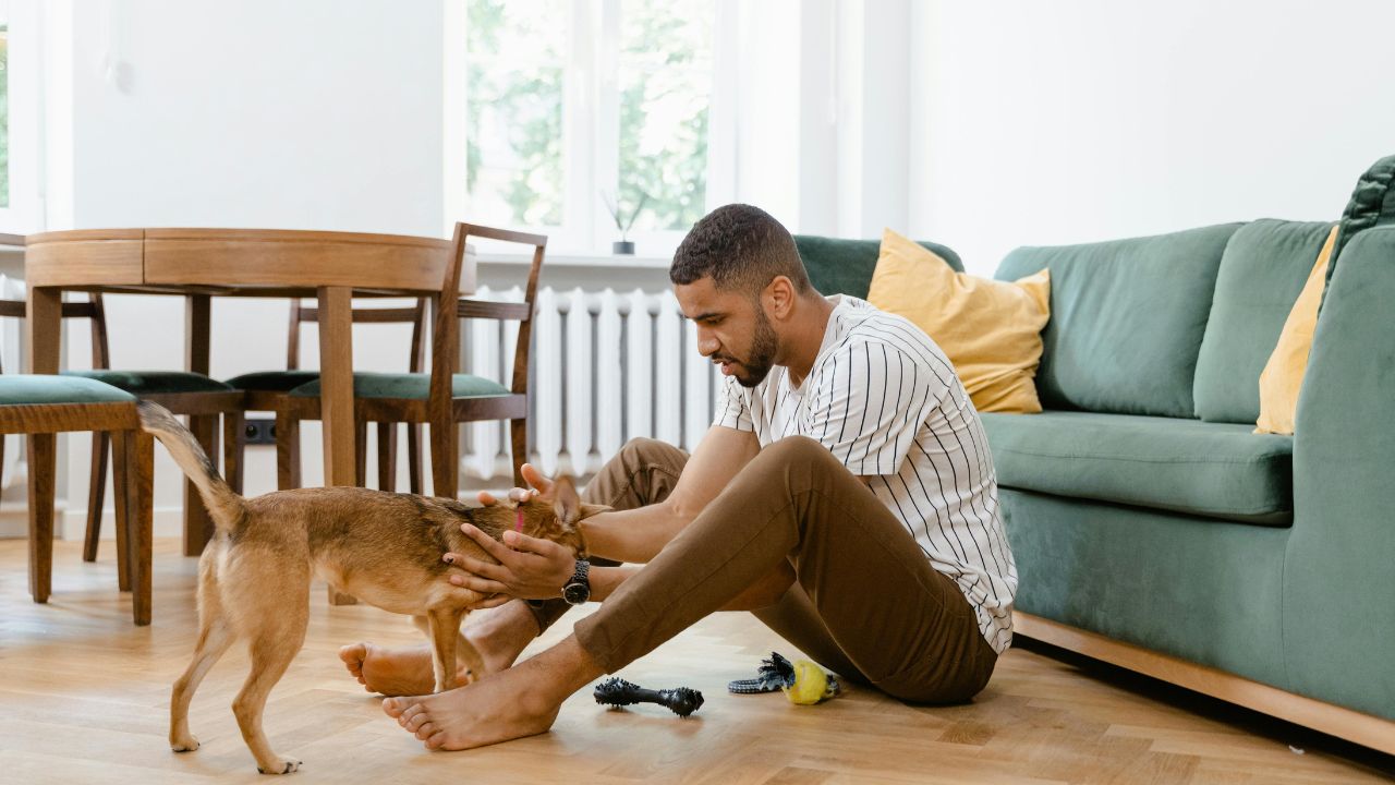 The "Good Boy" Guide: How to Find Truly Pet-Friendly Accommodations (Not Just "Pet-Tolerant")