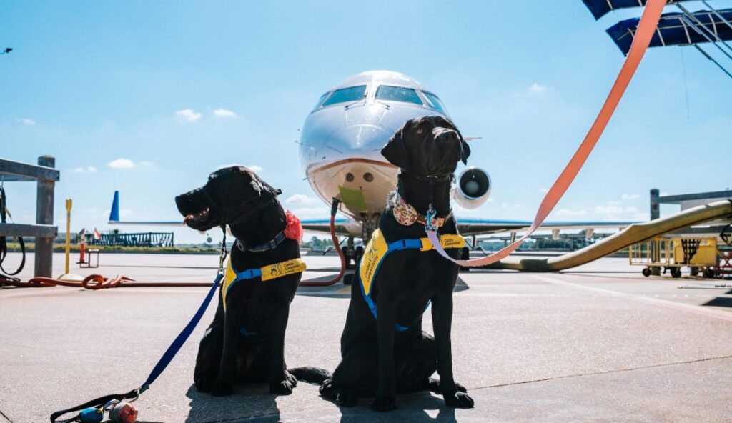 Navigating TSA Screening With a Pet