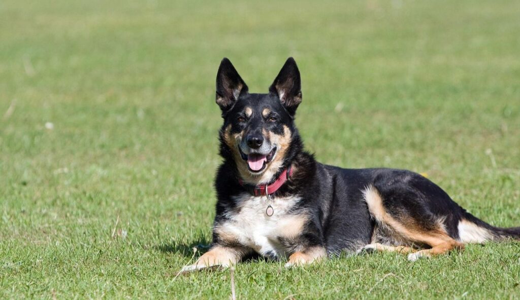 Laika: The Stray Dog Who Became a Space Age Milestone