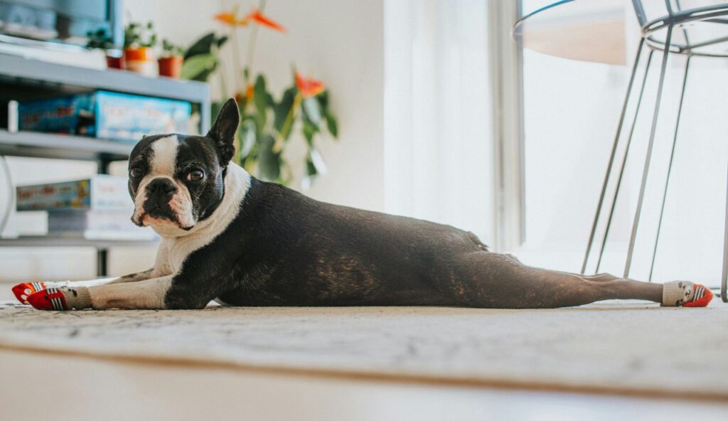 Sergeant Stubby: The Trench Dog Who Warned Soldiers in World War I