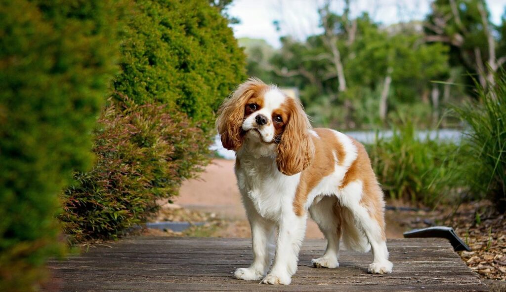 Cavalier King Charles Spaniel