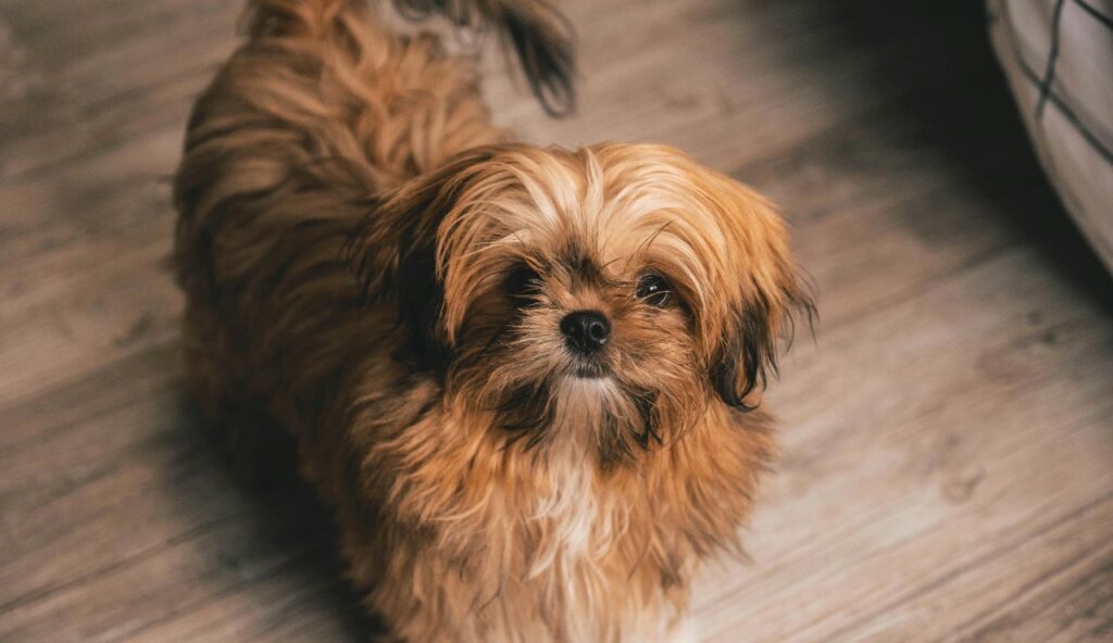 Shih Tzu