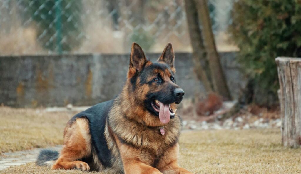 German Shepherd