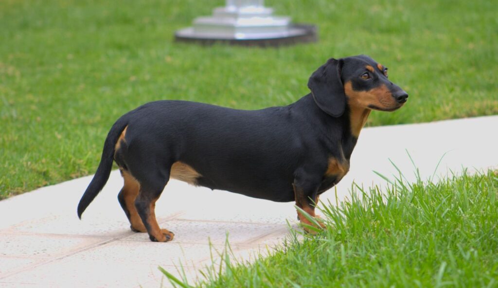 Dachshund
