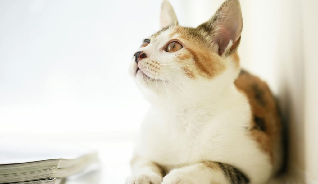 Japanese Bobtail