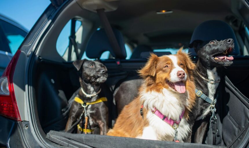 The “Paws” and Reflect: Why Your “Perfect” Pet Road Trip Usually Ends in Chaos (and How to Fix It)