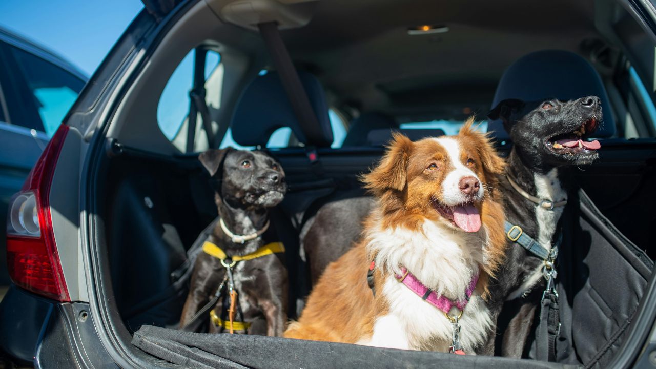 The "Paws" and Reflect: Why Your "Perfect" Pet Road Trip Usually Ends in Chaos (and How to Fix It)