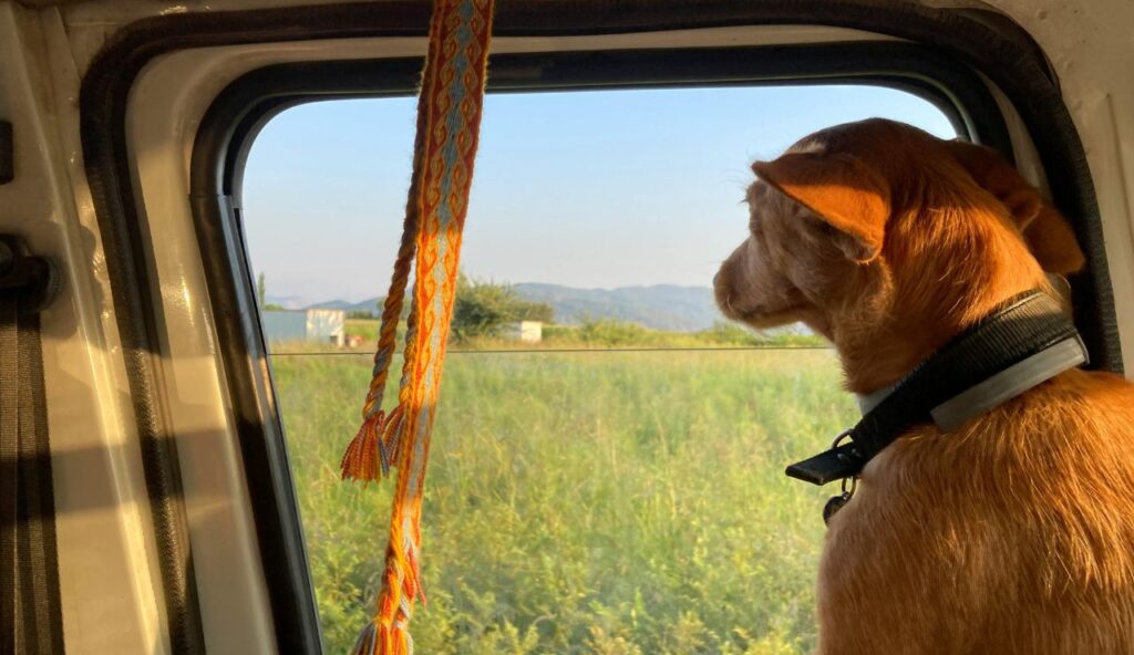 Pourquoi votre voyage « parfait » avec votre animal de compagnie se termine généralement par le chaos (et comment y remédier) – keepthetailwagging.com