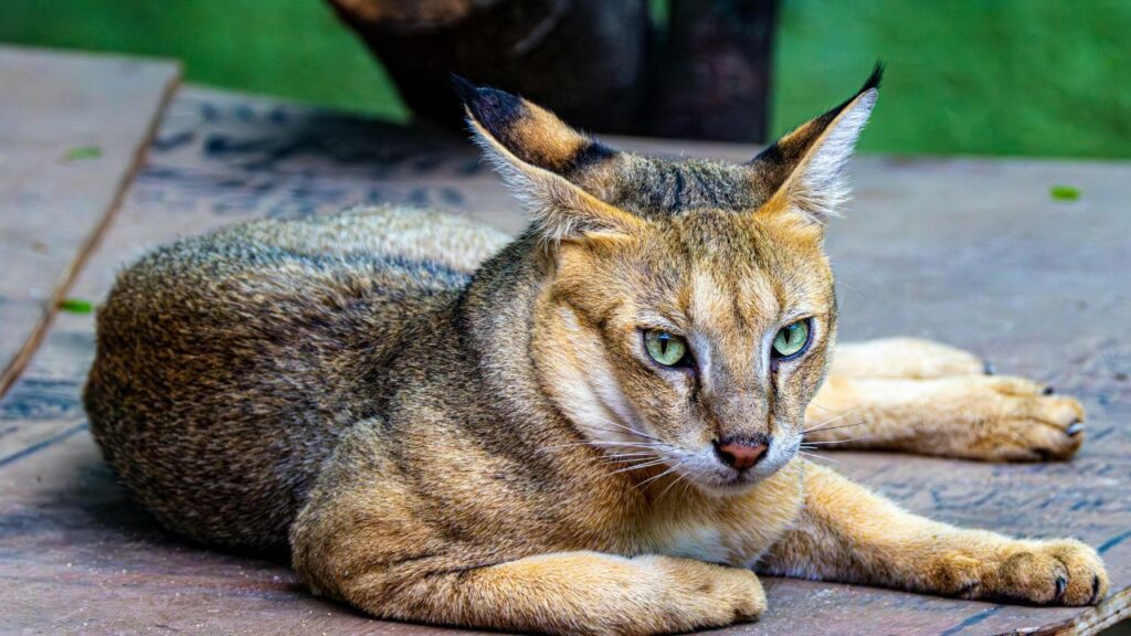 Exotic Hurdles: From Capybaras to Caracals: The Legal Nightmares of Owning America’s Most Unusual Pets