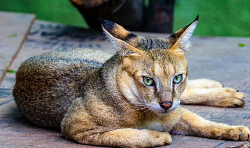 Exotic Hurdles: From Capybaras to Caracals: The Legal Nightmares of Owning America’s Most Unusual Pets