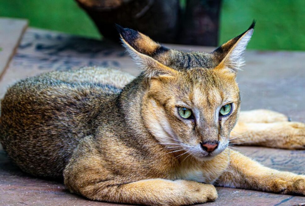 Exotic Hurdles: From Capybaras to Caracals: The Legal Nightmares of Owning America’s Most Unusual Pets