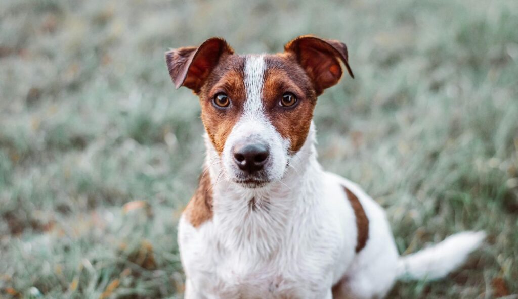 5 fois où l'acteur favori était la vraie star du film – keepthetailwagging.com