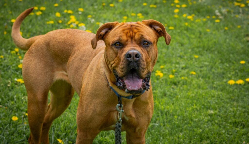 Hooch de Turner & Hooch