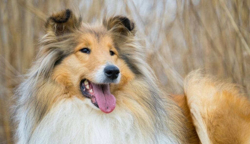 Lassie de Lassie rentre à la maison