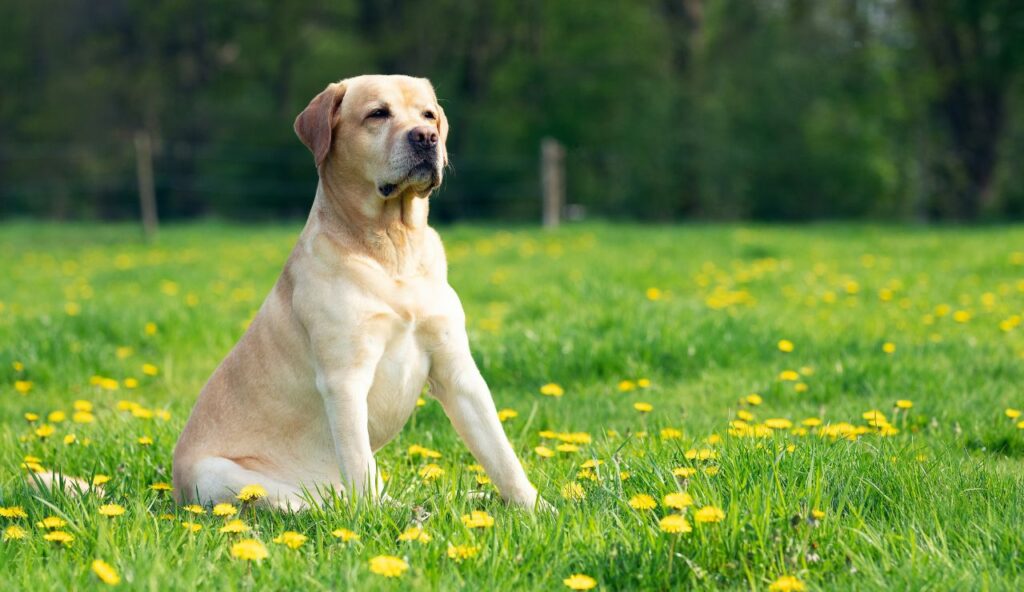 Marley de Marley et moi