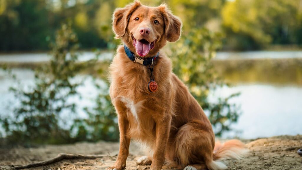 The Main Attraction: Move Over, Hollywood: 5 Times the Pet Actor Was the Real Star of the Movie