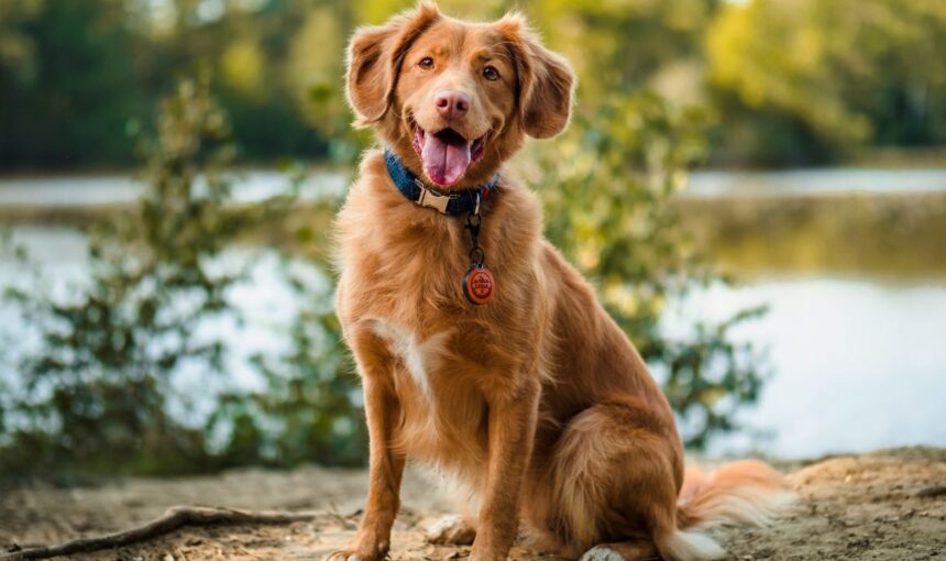 The Main Attraction: Move Over, Hollywood: 5 Times the Pet Actor Was the Real Star of the Movie