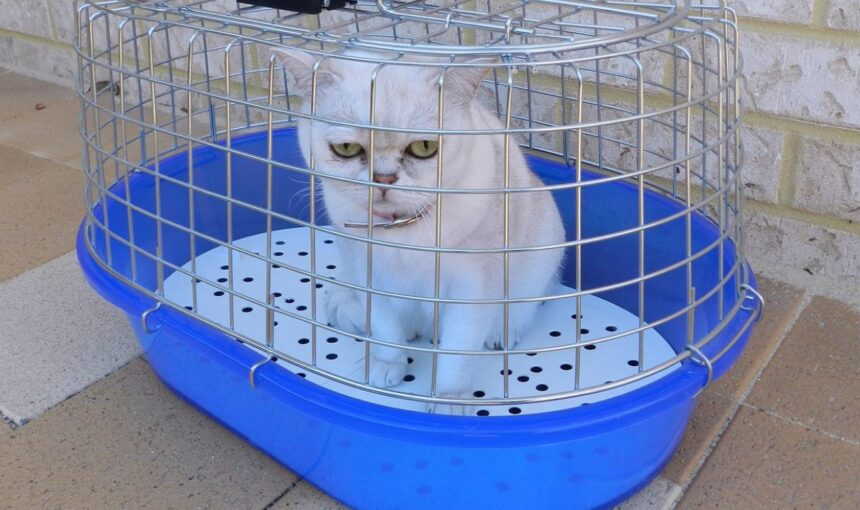 The 2026 Pet Gear Guide: 8 High-Tech Crates and Carriers That Are Changing the Way We Fly