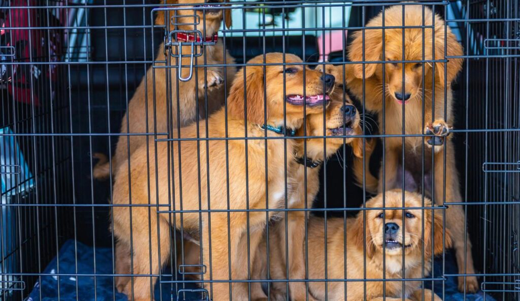 Valises thermorégulatrices