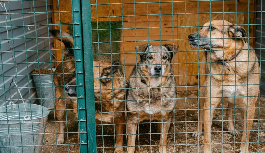 Plateaux de voyage modulaires pour de multiples usages