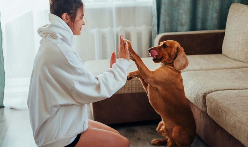 The Luxury Leash: Top Destinations Where Your Dog Gets Better Service Than You Do.