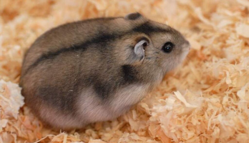 Species-Specific Preparation Before You Transport Exotic Pets