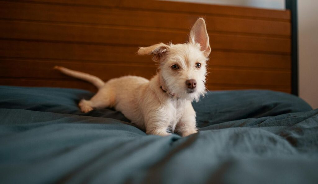 Las Ventanas al Paraíso, Los Cabos