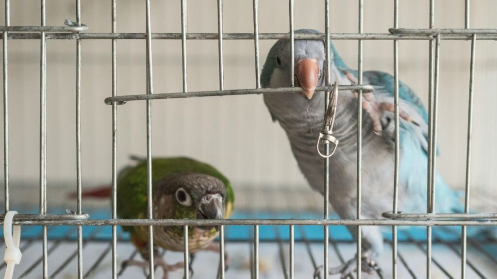 More Than Just a Kennel: How to Safely Transport Exotic Pets Without the Drama.