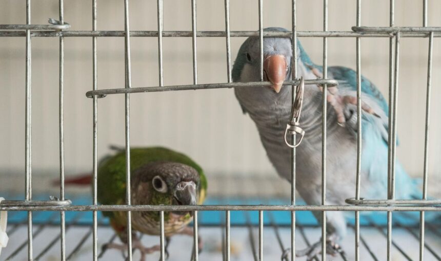 More Than Just a Kennel: How to Safely Transport Exotic Pets Without the Drama.