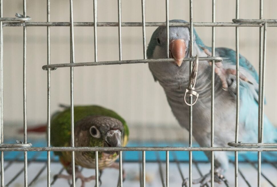 More Than Just a Kennel: How to Safely Transport Exotic Pets Without the Drama.