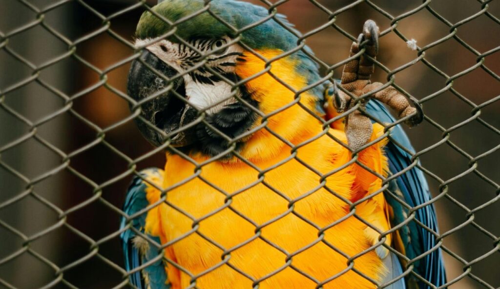 Secure, Escape-Proof Hard-Sided Carrier With Air Holes