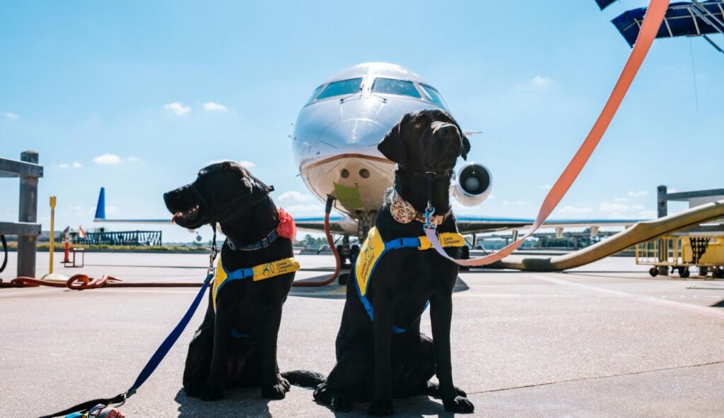 What changed in the new pet airline rules