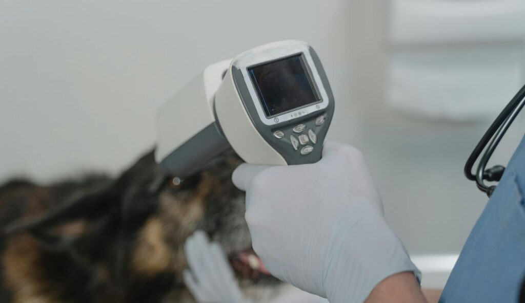 Health, breed, and temperature restrictions