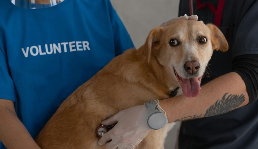 What counts as a service animal now?