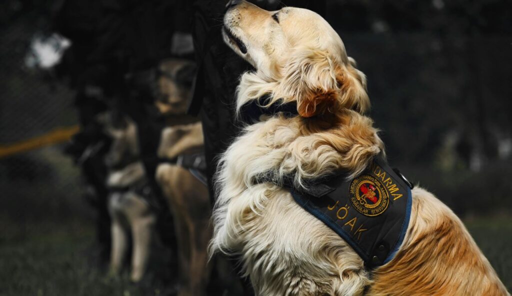 International legs: assistance dog recognition isn’t universal