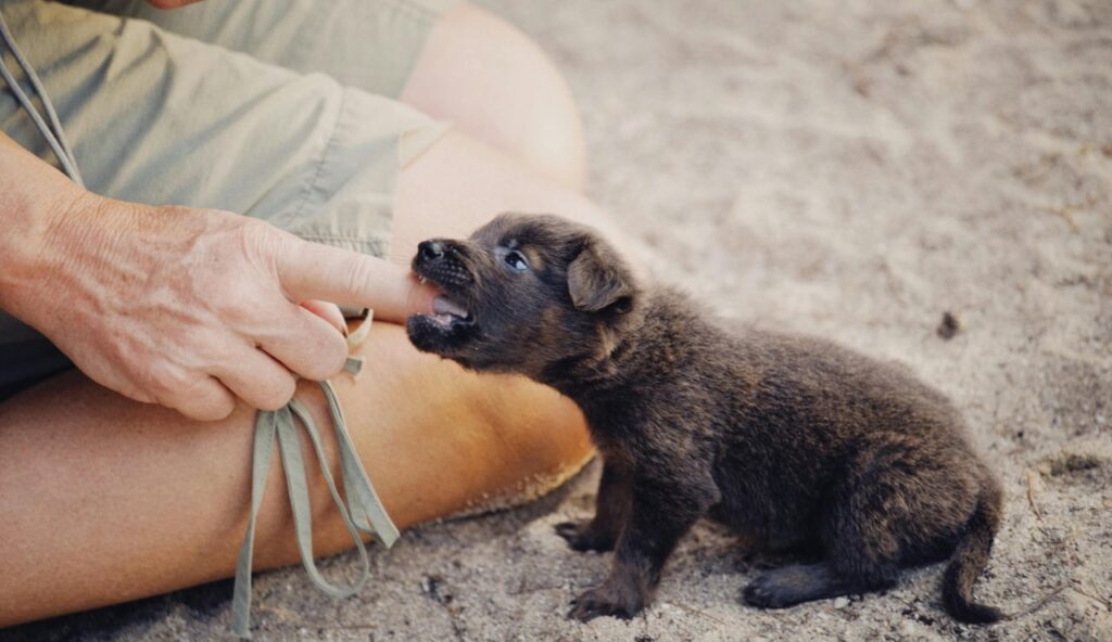 What to do immediately after a bite on vacation