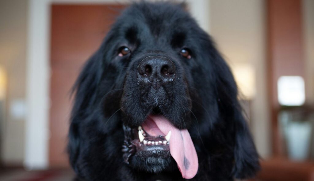 Seaman: Lewis and Clark’s Dog on a Continental Expedition