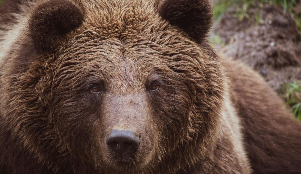 Wojtek, l'ours devenu symbole d'unité et de résilience