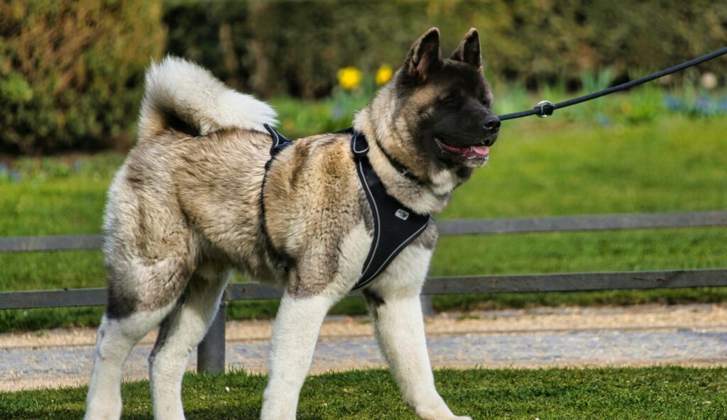 Hachikō, le chien dont la fidélité a remodelé la mémoire publique