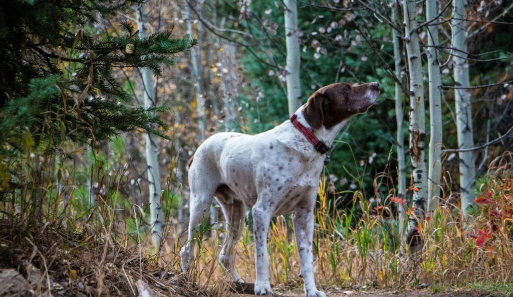     Judy, le chien du navire, qui a survécu à une catastrophe et protégé les gens